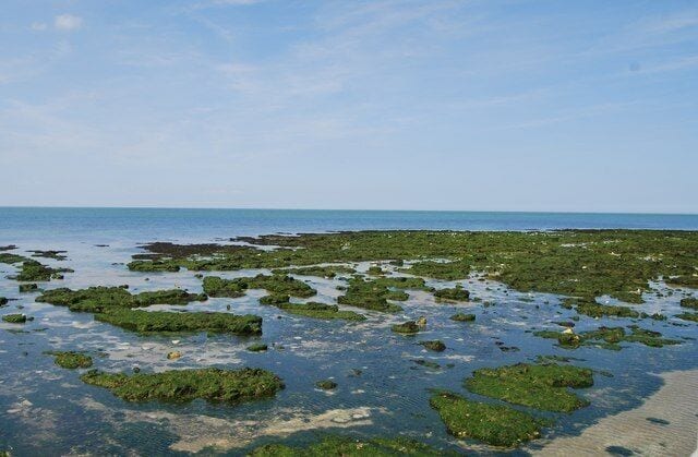 A coastal area with green algae-covered rocks and clear blue water.