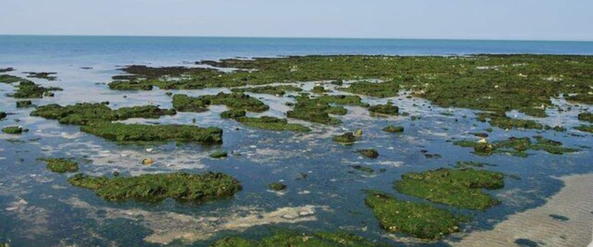 A coastal area with green algae-covered rocks and clear blue water.
