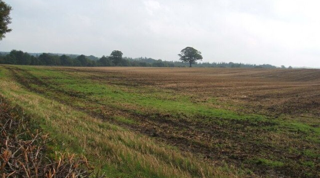 Stubble field at Fitches Grange.