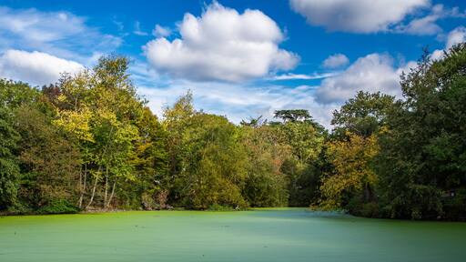 Boston Manor Park, a public park in the London Borough of Hounslow. It consist of woodland and open space, with part of the Grand Union Canal. Shot 30 September 2025.