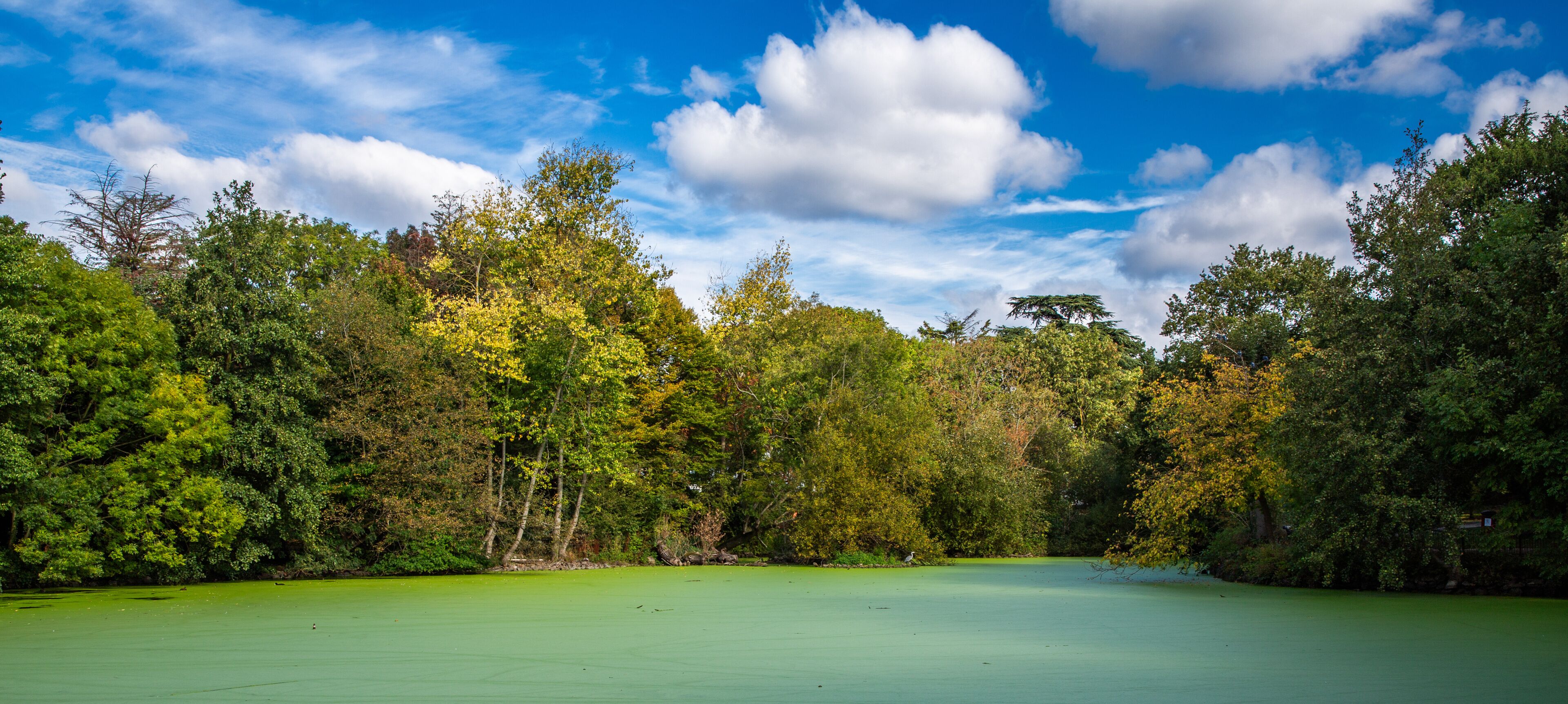 A serene lake surrounded by dense forest with a clear blue sky.