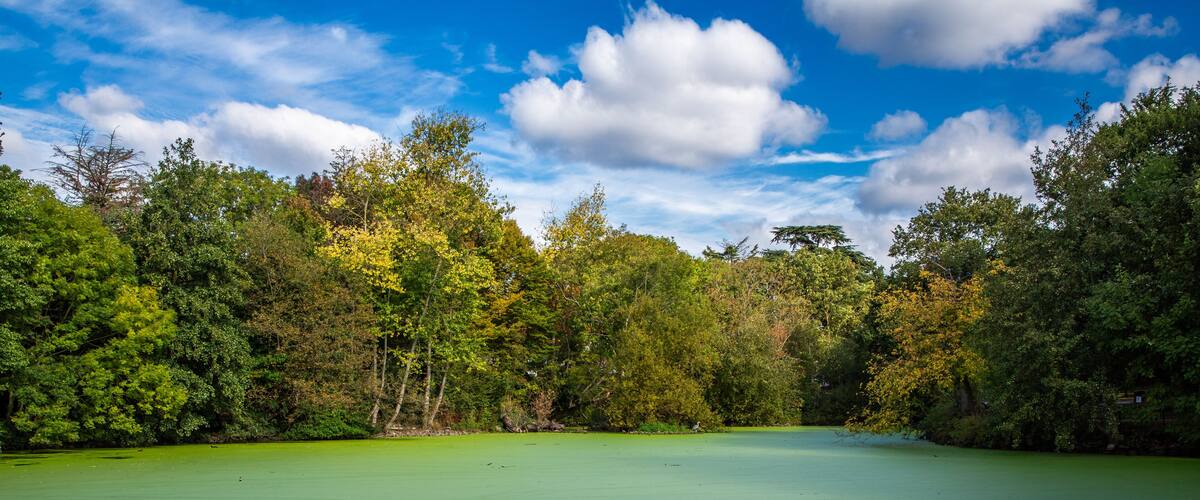 A serene lake surrounded by dense forest with a clear blue sky.