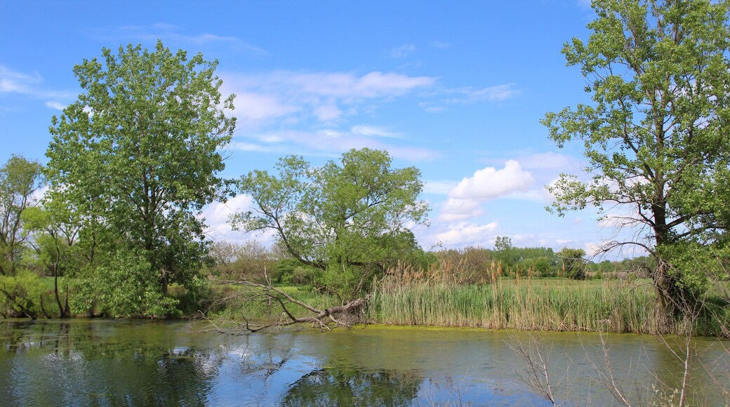 Trees next to Turtle Pond at Midewin National Tallgrass Prairie in Wilmington, Illinois
