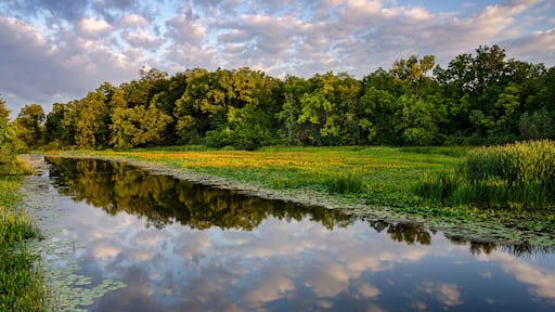 650-24 DesPlaines Backwater Morning