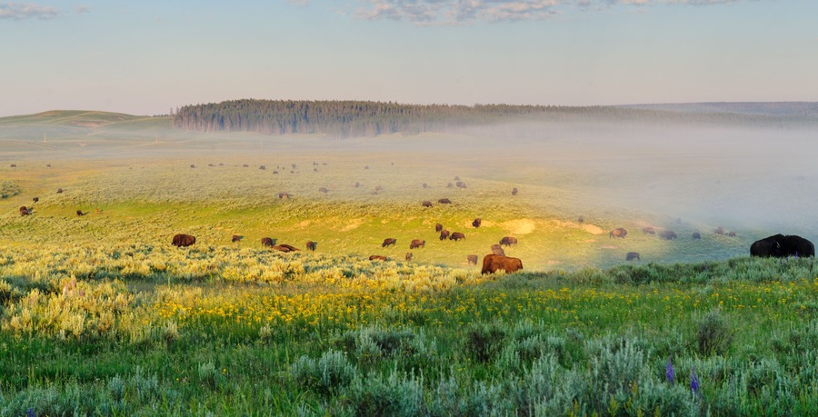 Bisons grazing on a very beautiful morning, around sunrise, in Hayden Valley, Yellowstone National Park.
