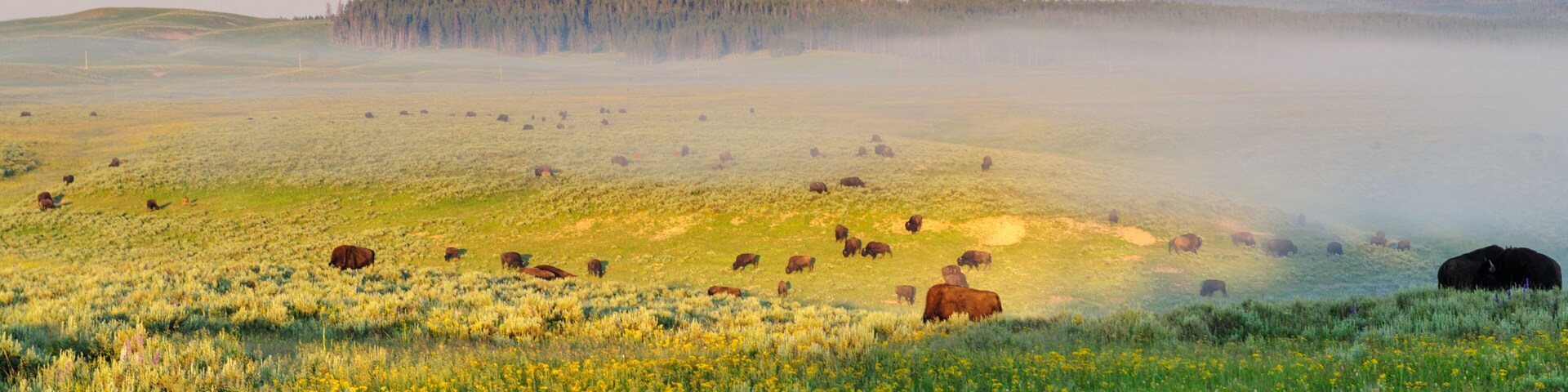 Bisons grazing on a very beautiful morning, around sunrise, in Hayden Valley, Yellowstone National Park.