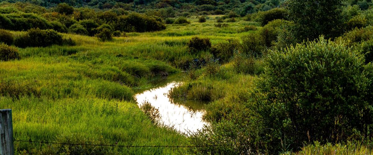 A river meandering through a grassy field with dense shrubbery and trees in the background.