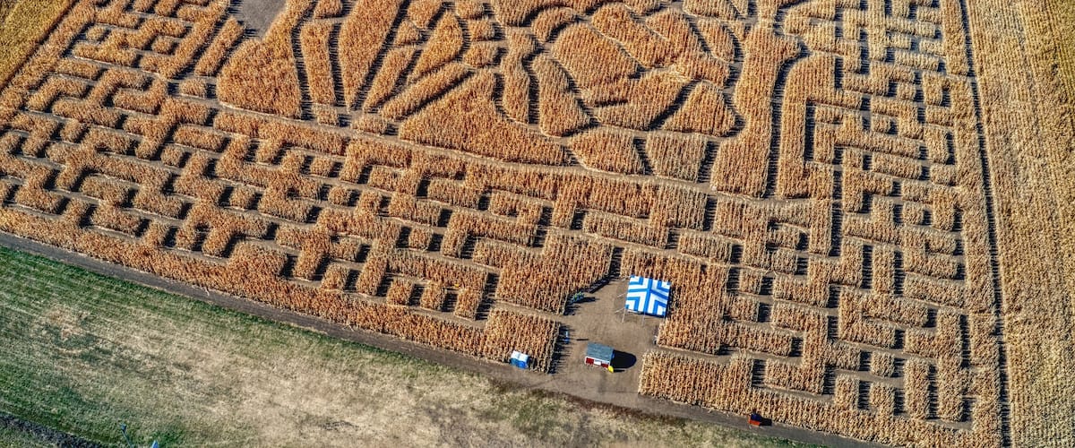 An aerial view of a corn maze with a large floral design.
