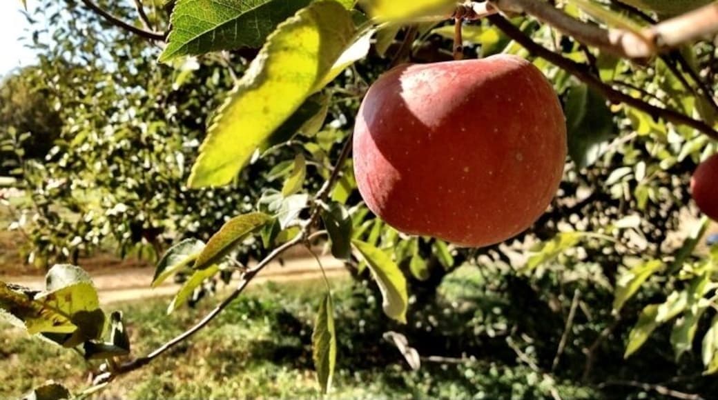 The best Apple Orchard I've ever been to. #treetrove
#localgem