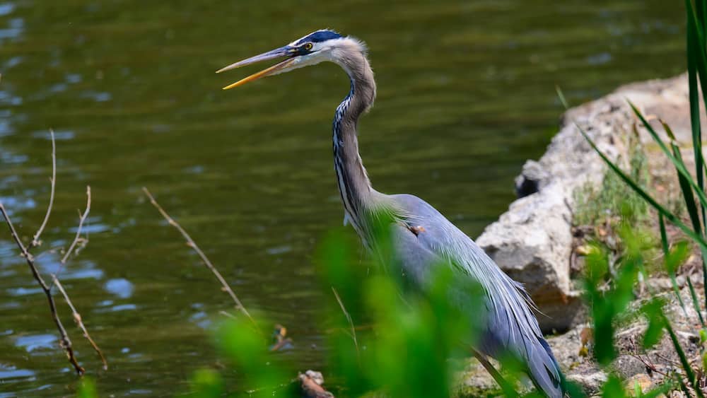 A heron standing by a body of water with green vegetation and rocks in the foreground.