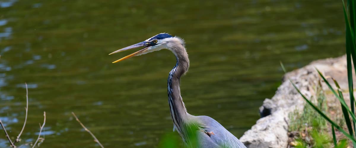 A Great Blue Heron sits on a bank of a river at Harrisonville Park, in Harrisonville, Missouri.