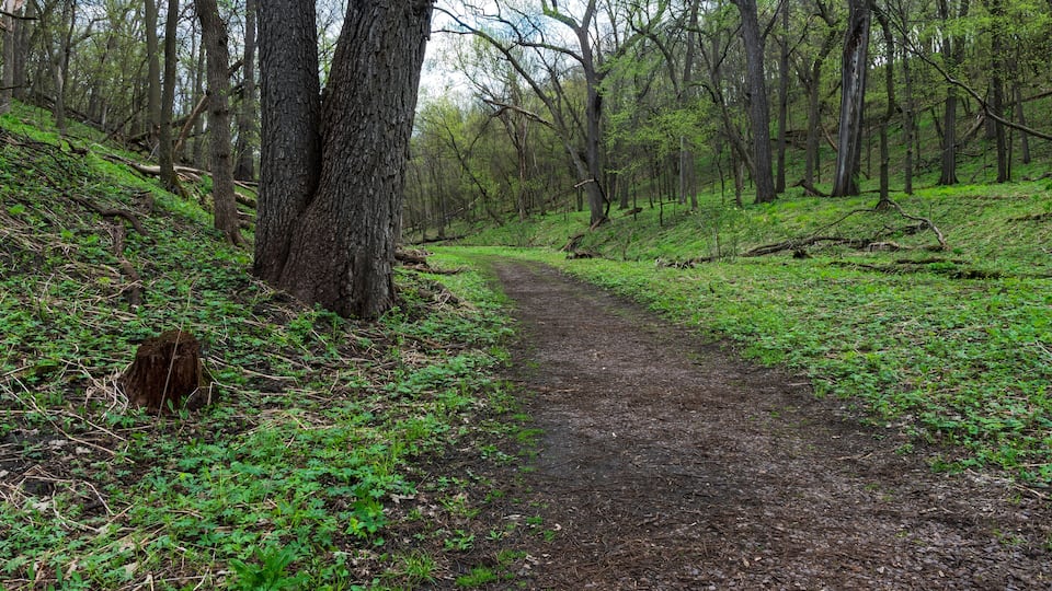 Trail through wooded valley of flandrau state park
