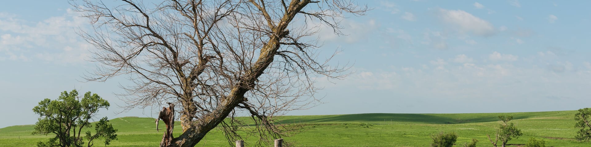A white horse grazing near a fence in a green field with a leafless tree and rolling hills in the background.