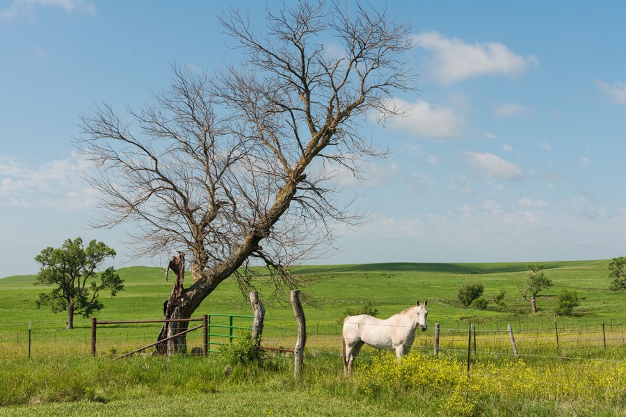 A white horse grazing near a fence in a green field with a leafless tree and rolling hills in the background.