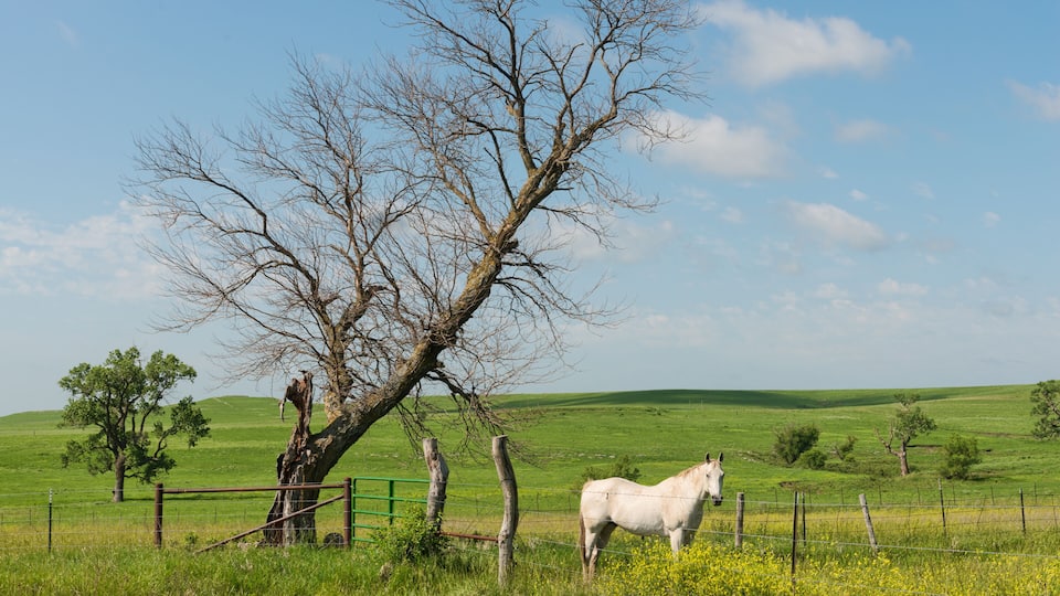 A white horse grazing near a fence in a green field with a leafless tree and rolling hills in the background.