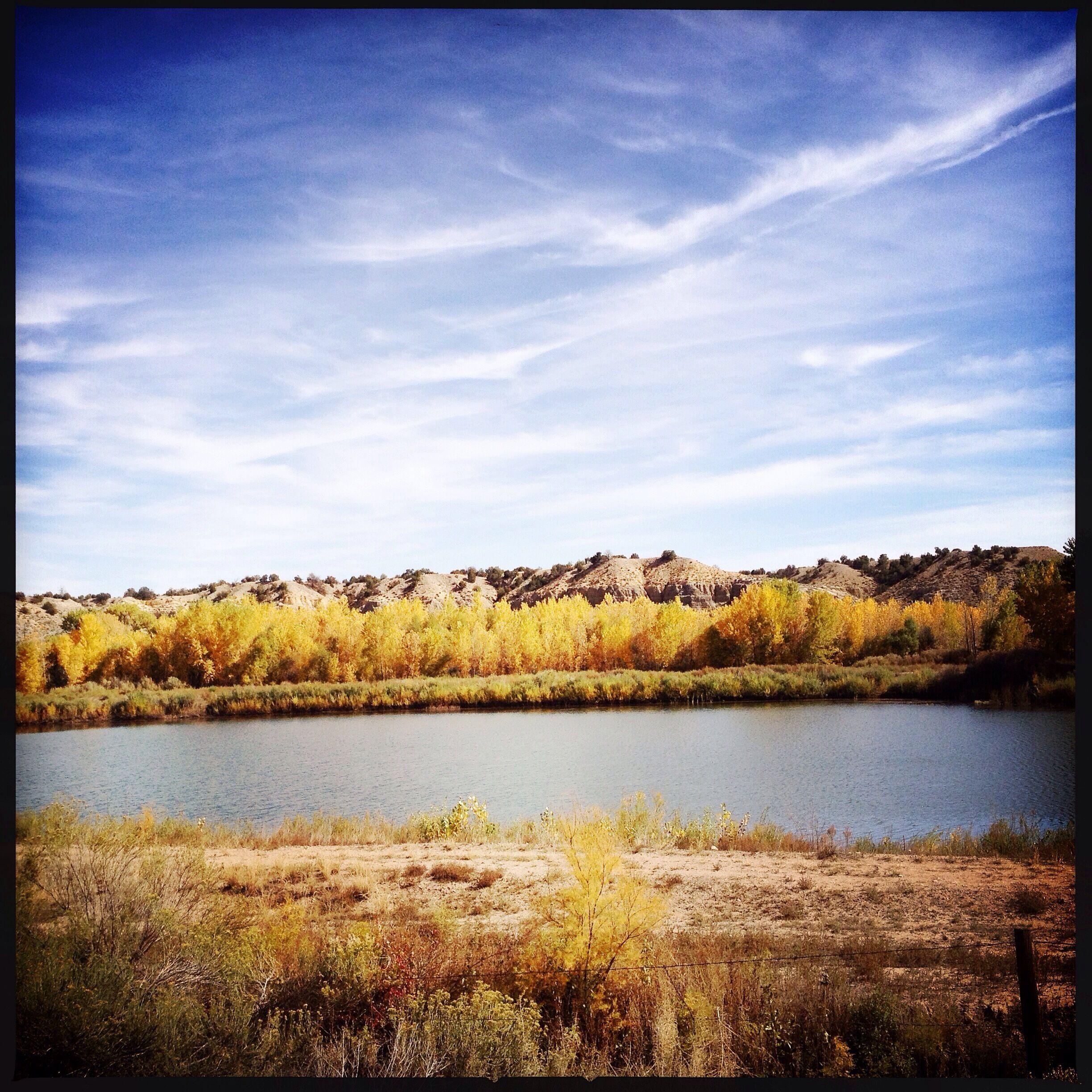 One of my rewards from my first bike ride in over two weeks. I love the yellow and blue contrast I'm seeing daily around here. Just lovely! 