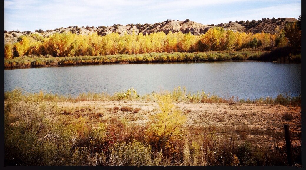 One of my rewards from my first bike ride in over two weeks. I love the yellow and blue contrast I'm seeing daily around here. Just lovely!
