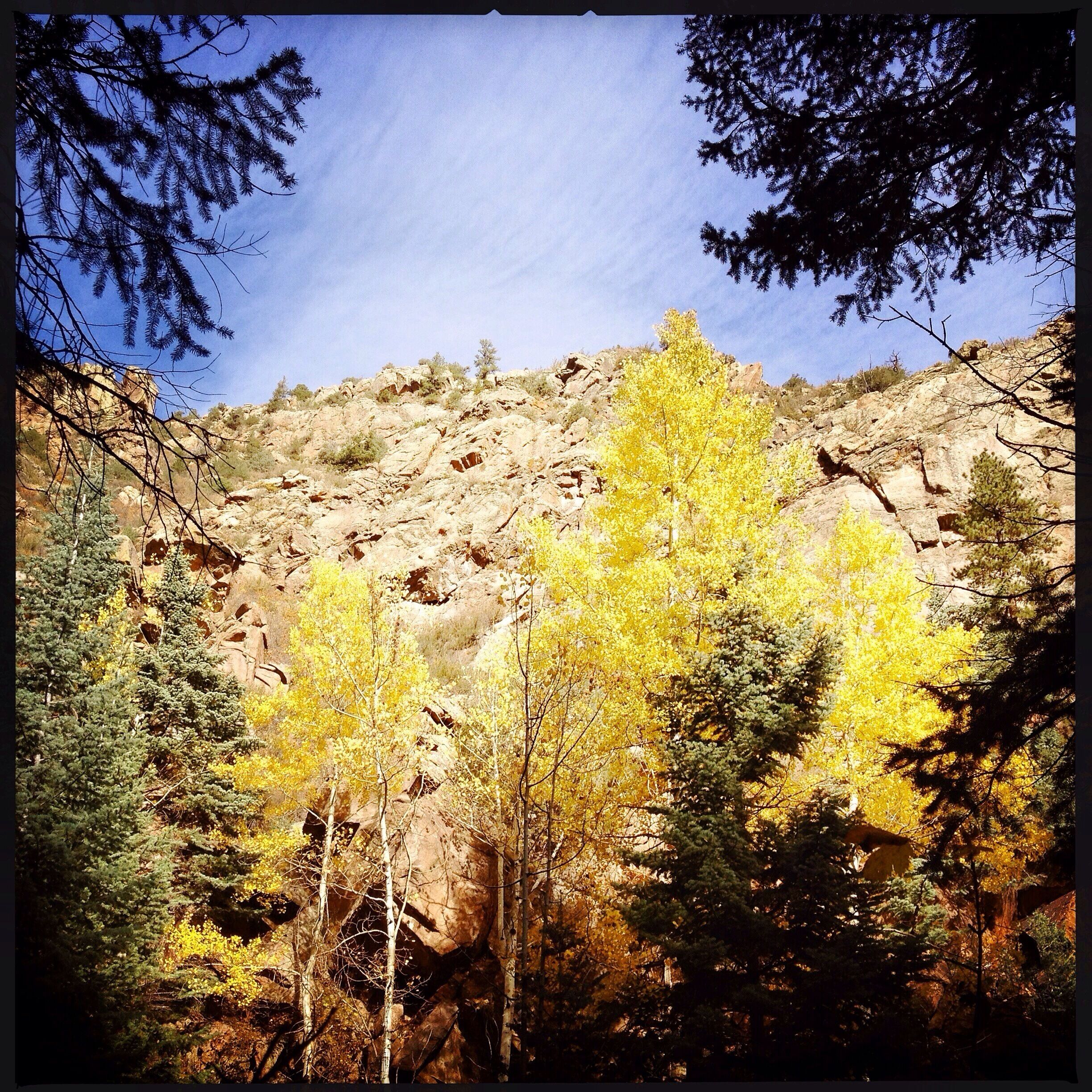 Aspens, rocks and blue skies! I love Colorado. 
