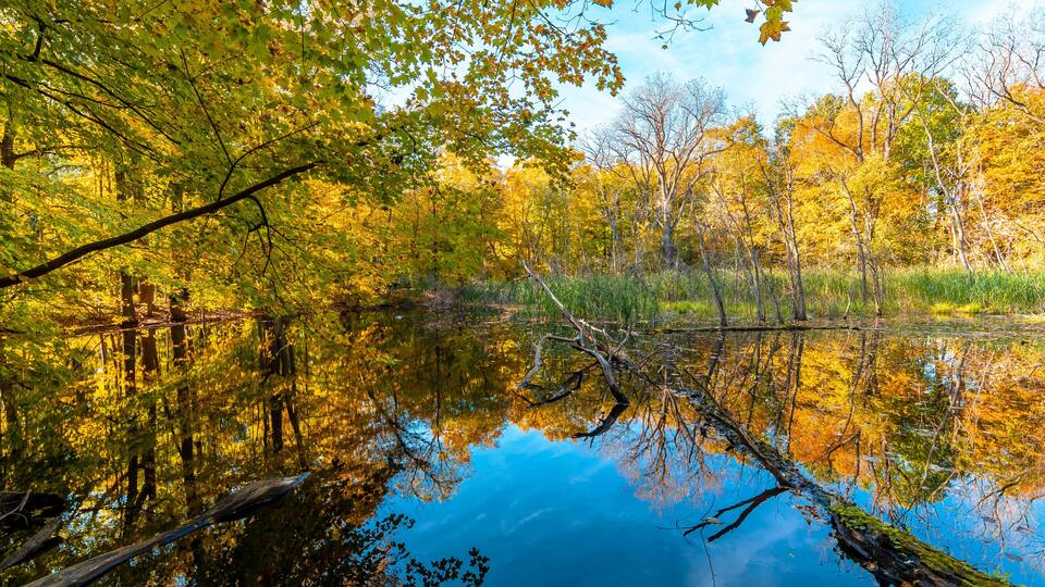 Potawatomi Woods and Lake view in Wheeling Township of Illinois