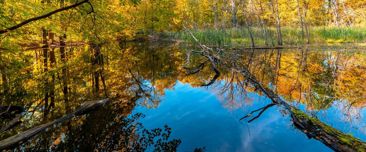 A calm lake surrounded by autumn trees reflecting in the water.
