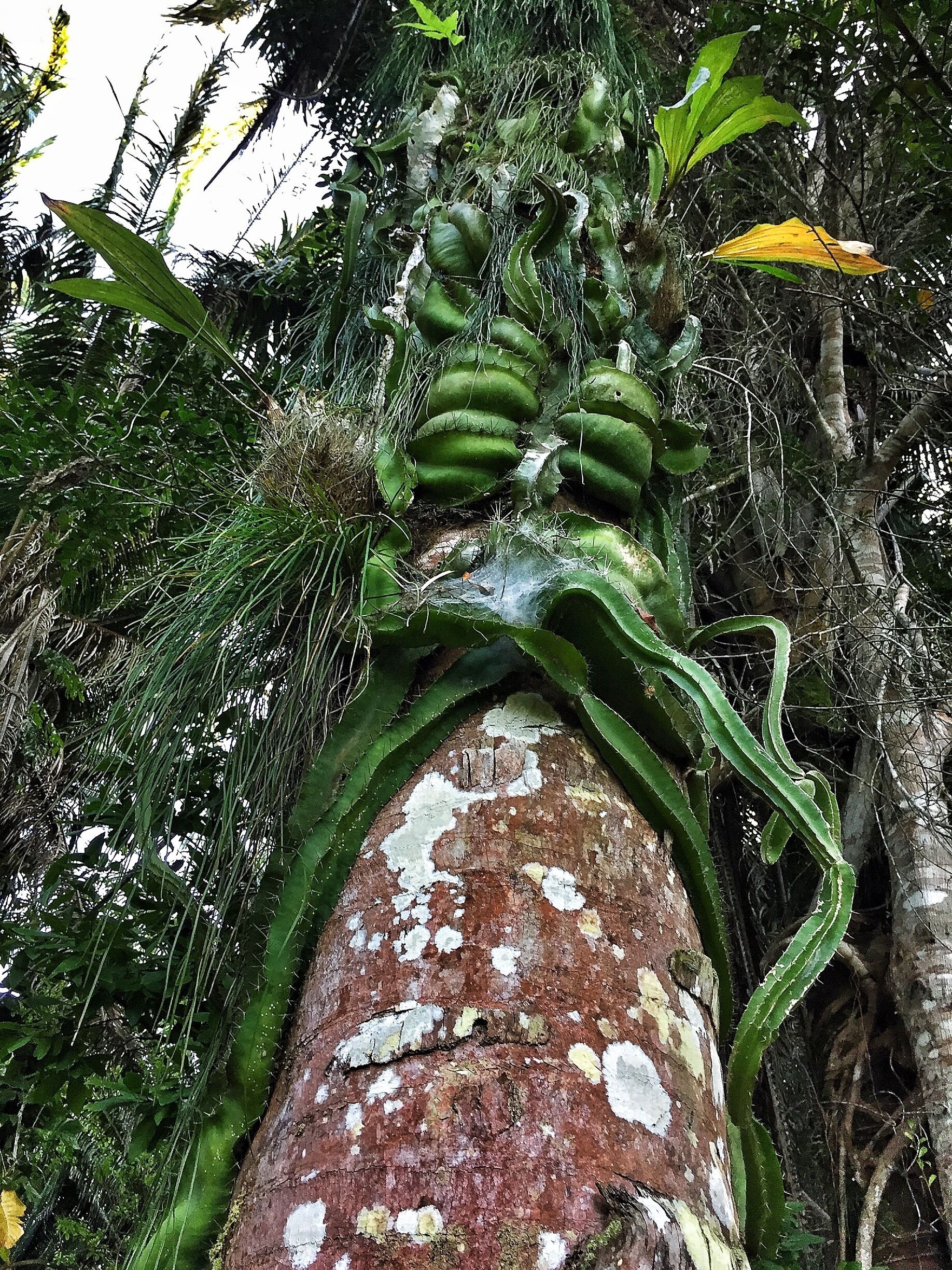 A cactus growing on a tree  