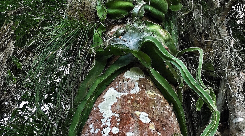 A cactus growing on a tree