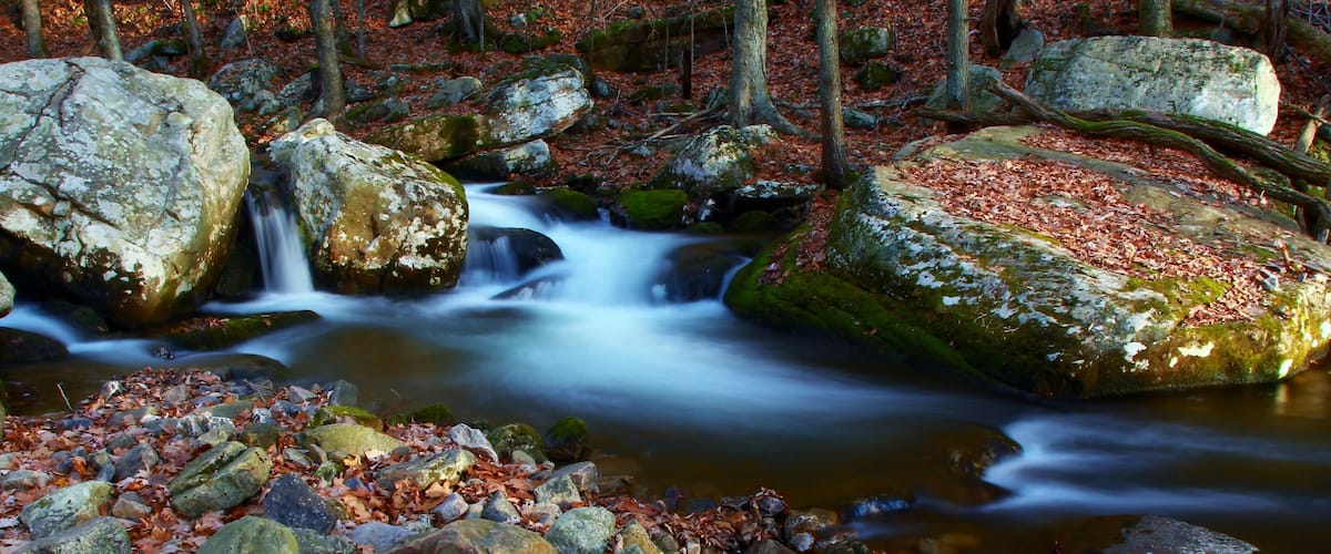 A forest stream with large rocks and fallen leaves.