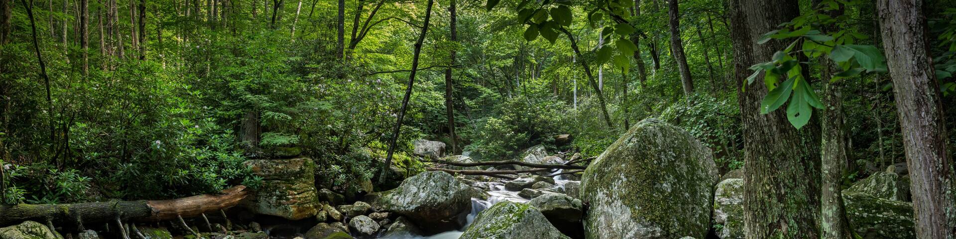 Little Stony Creek as it cascades through the Appalacian Highlands in early July.