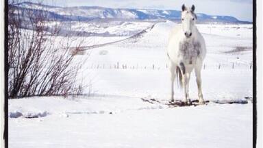 Tampa, Colorado horse off Highway 131