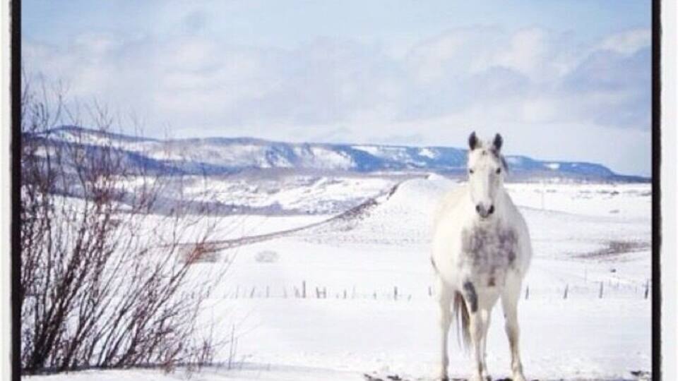 A white horse standing in a snowy field with mountains in the background.