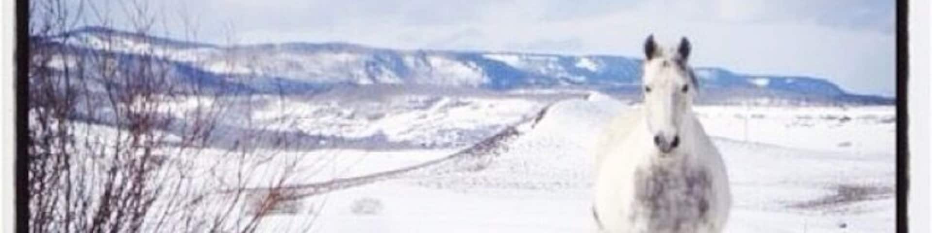 Tampa, Colorado horse off Highway 131