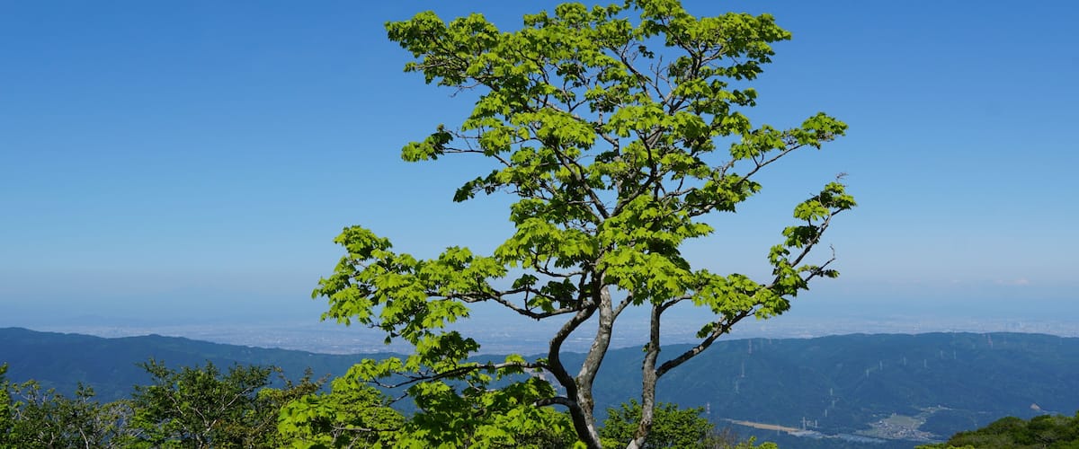 A tree with green leaves against a clear blue sky, with a distant cityscape and mountains in the background.