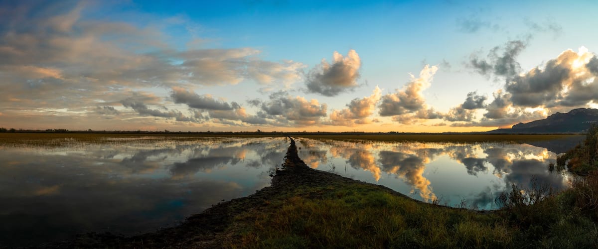 Landscape with wetlands in Marjal Pego Oliva, in Comunidad Valenciana (Spain)