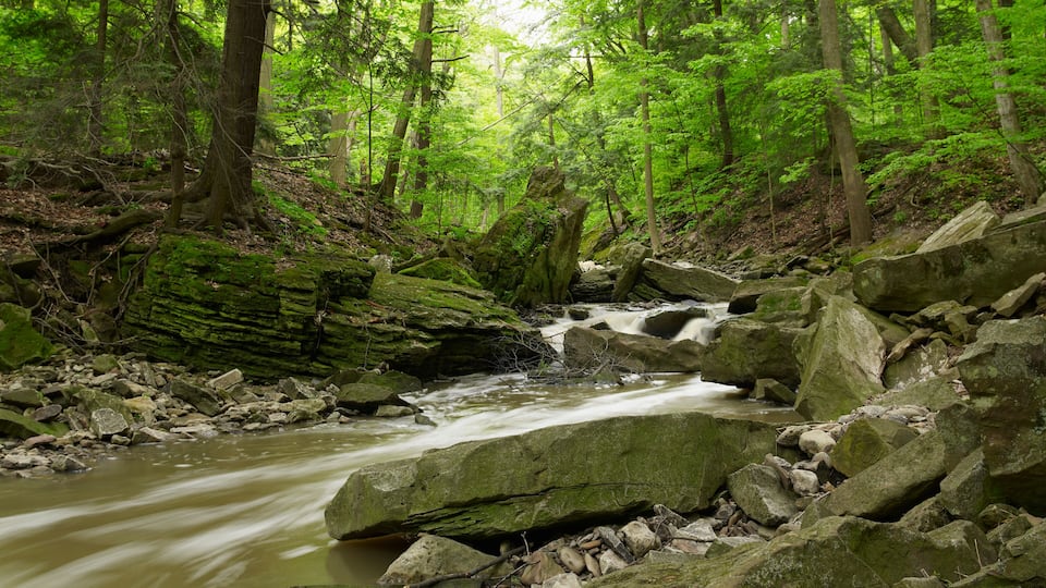 A forest stream with rocks and trees.