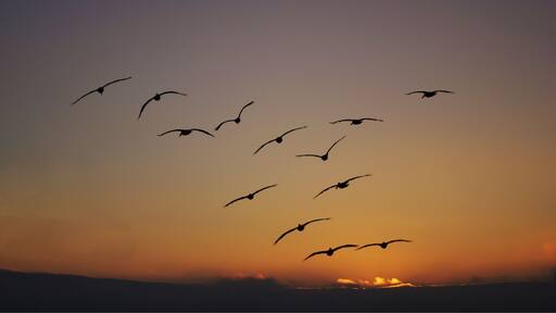 #Valparaiso #Chile #Farol #Faro #Lighthouse #PuntaAngeles #GreatOutdoors
A volta do pelicanos. Junto ao farol tem este mirante cuja vista do Pacífico, no final do dia, é magnífica.