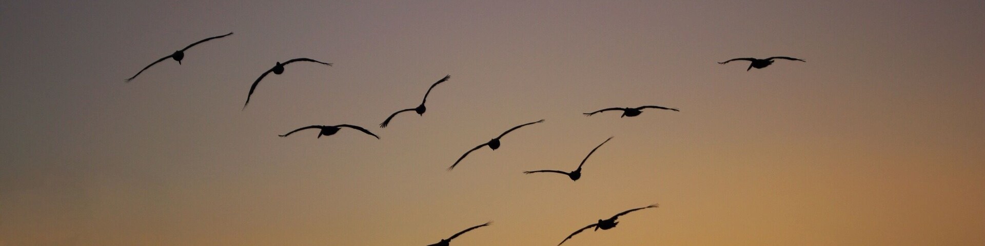 #Valparaiso #Chile #Farol #Faro #Lighthouse #PuntaAngeles #GreatOutdoors
A volta do pelicanos. Junto ao farol tem este mirante cuja vista do Pacífico, no final do dia, é magnífica.