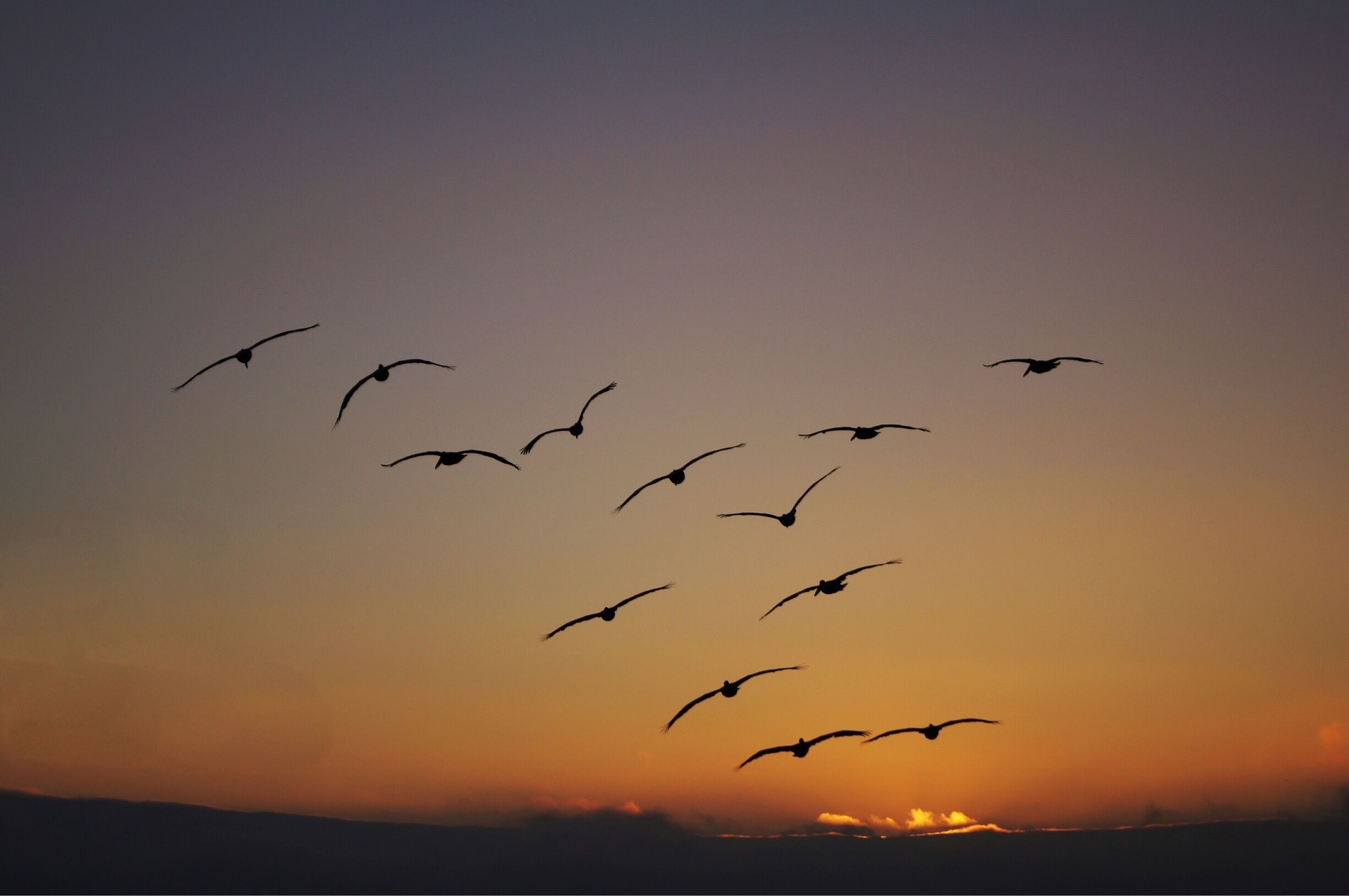 A group of birds flying against a sunset sky.
