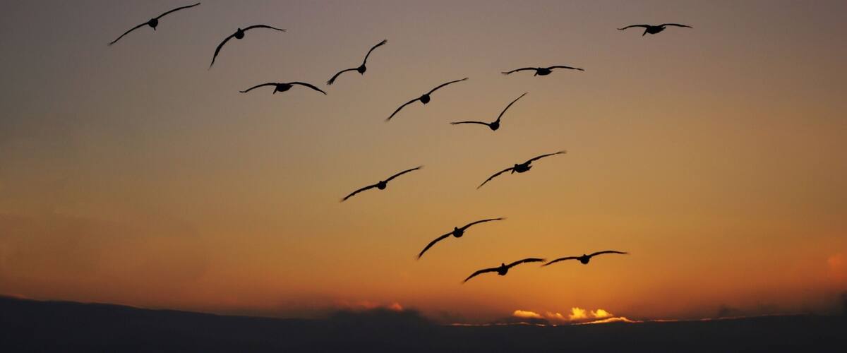 A group of birds flying against a sunset sky.