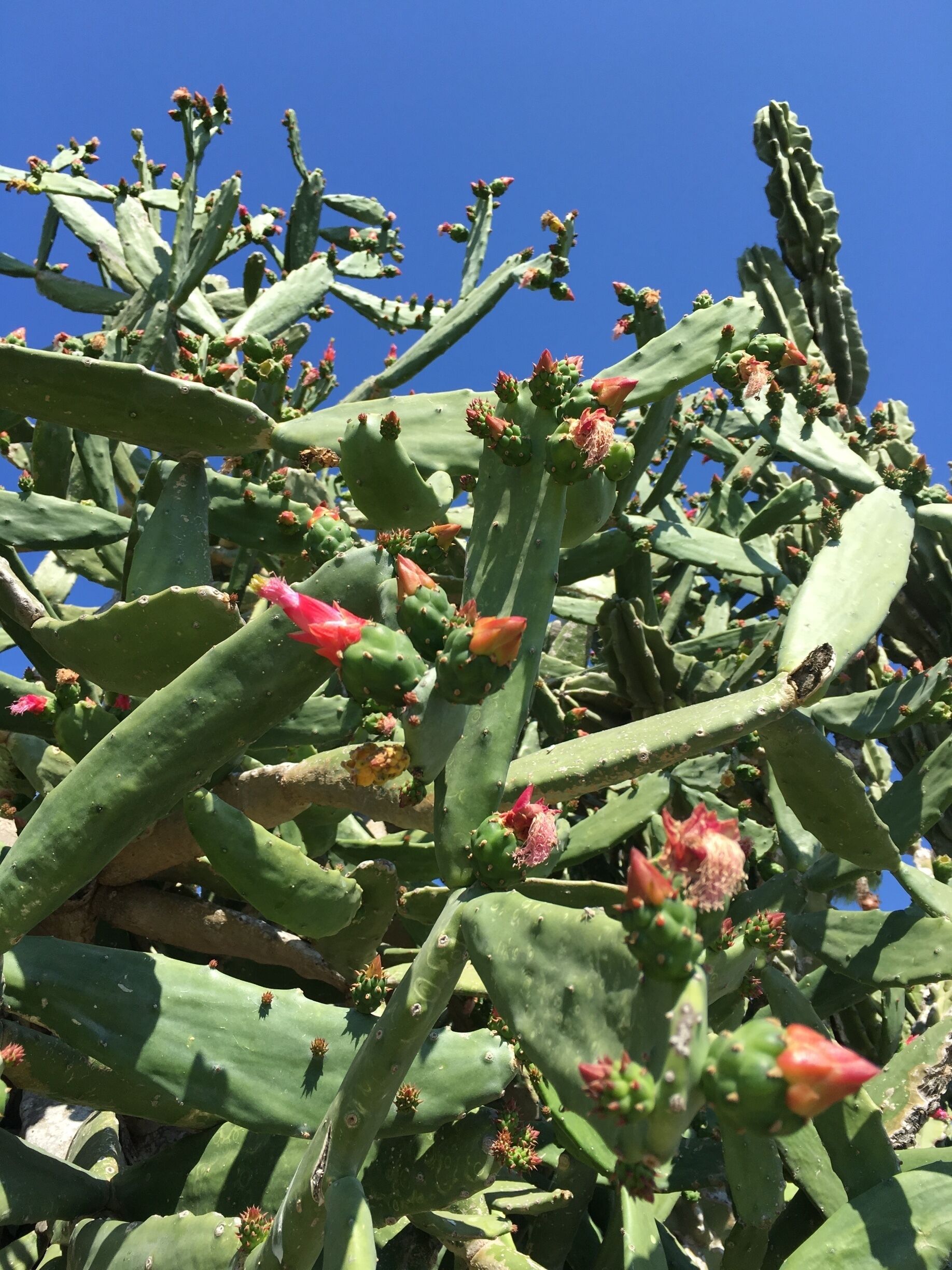 Massive flowering cactus in a neighbouring yard. Sorry to have missed it when in bloom. (January 2016) 