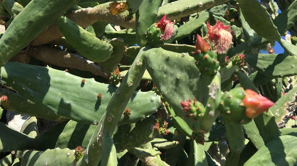 Massive flowering cactus in a neighbouring yard. Sorry to have missed it when in bloom. (January 2016)