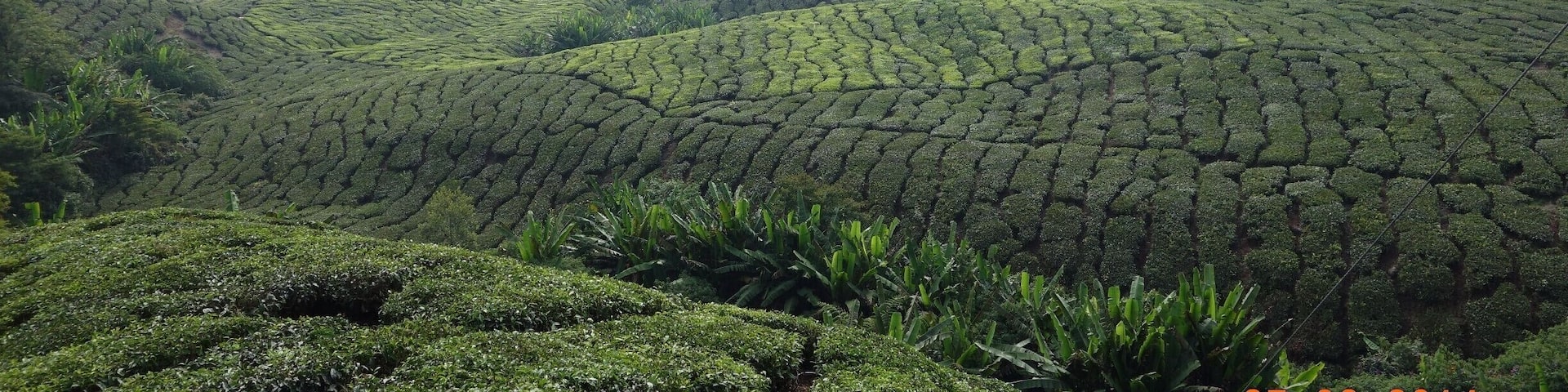 tea plantages and beatuifull hill top view