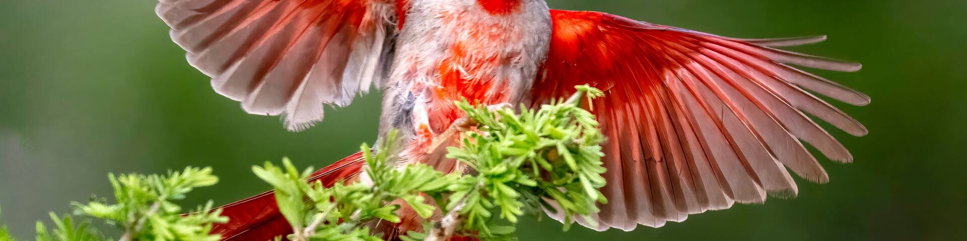 A Pyrrhuloxia (Cardinalis sinuatus)in flight coming in to land in South Texas, Rio Grande Valley, North America, USA