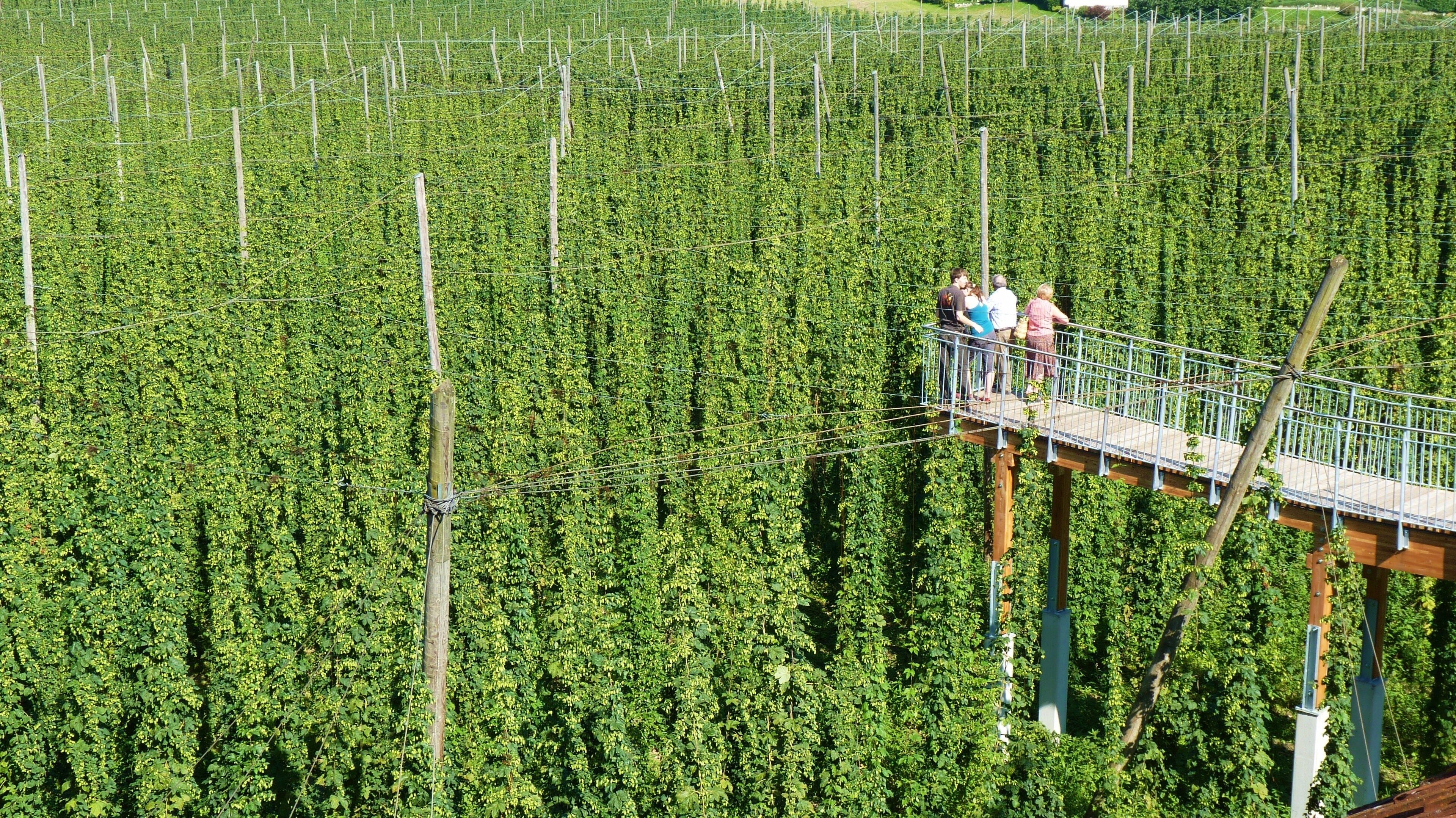 A vineyard with rows of grapevines and a wooden walkway for visitors.