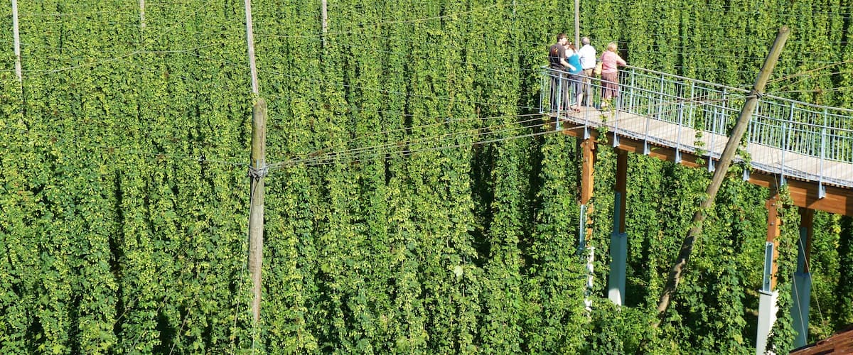 A vineyard with rows of grapevines and a wooden walkway for visitors.