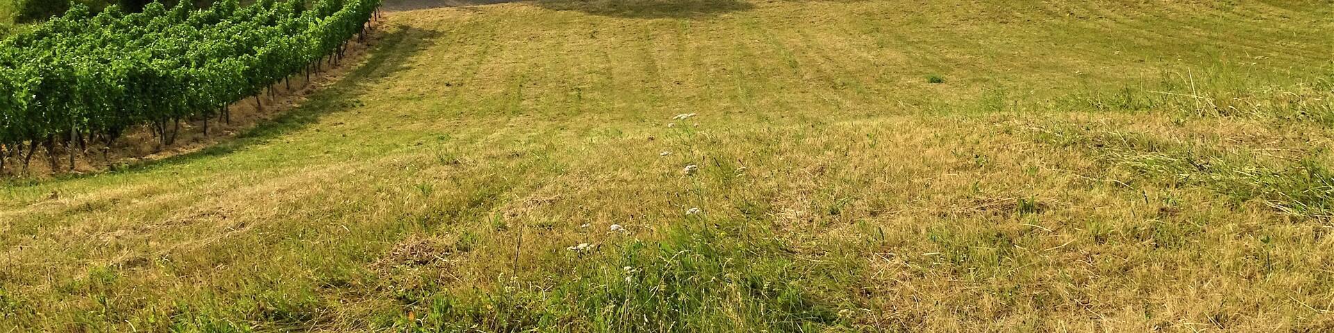 Meadows and vineyards in the town of Rauenberg