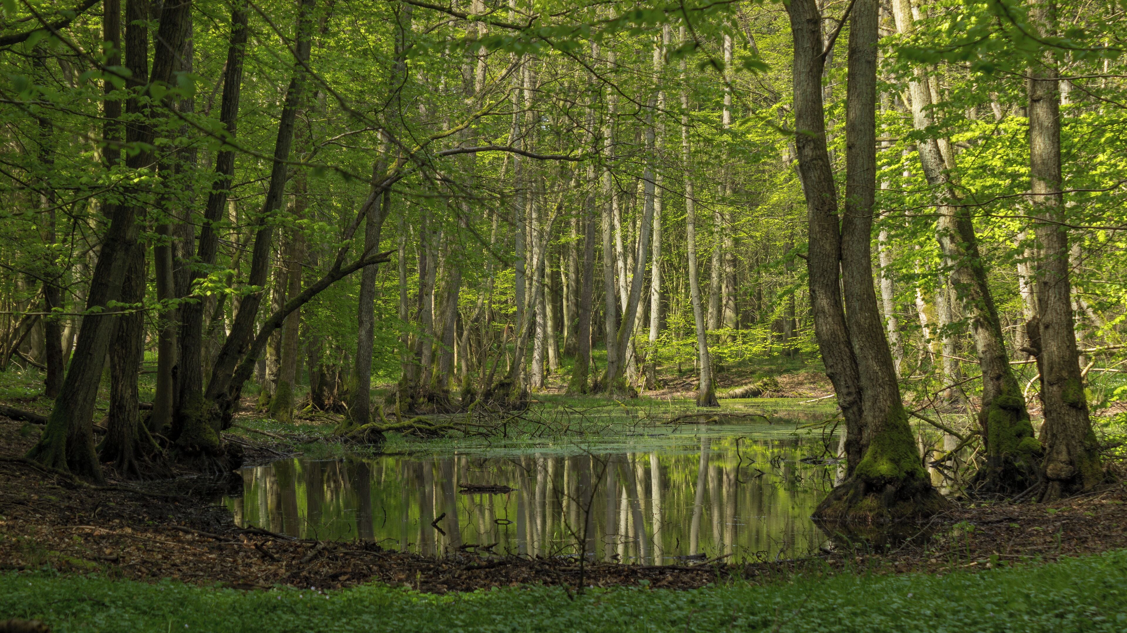 Tümpel im NSG Goor-Muglitz (Biosphärenreservat Südost-Rügen) Goor - Lauterbach - Mecklenburg-Vorpommern Moor