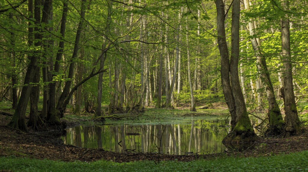 Tümpel im NSG Goor-Muglitz (Biosphärenreservat Südost-Rügen) Goor - Lauterbach - Mecklenburg-Vorpommern Moor