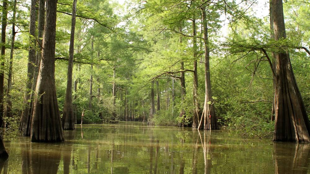 Under the Swamp Canopy
