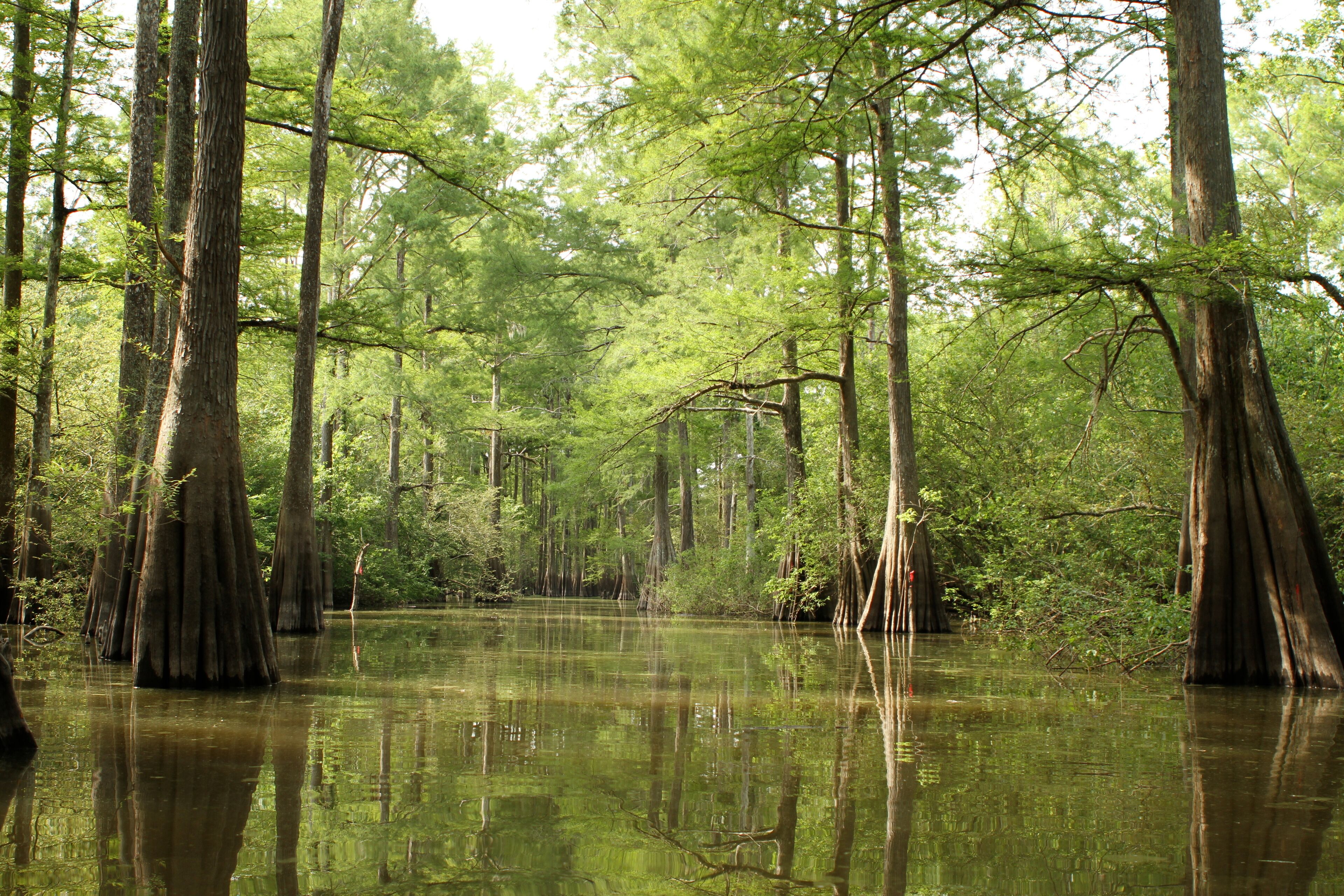 A swamp with tall trees and calm water.