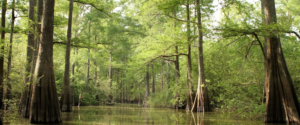 A swamp with tall trees and calm water.
